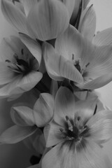 Black and white photo of flowers