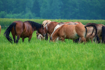 In the summer on a green field grazing herd of horses.