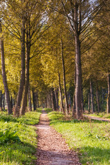 Fototapeta premium A hike in the forest during a autumn morning
