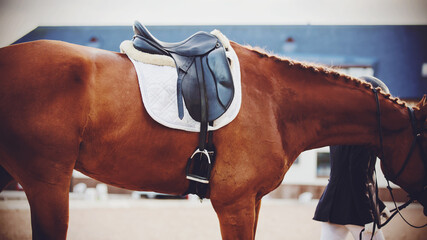The rider leads by the reins a sorrel horse with a braided mane and a saddle on its back....