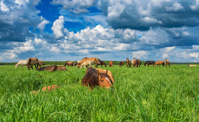 In the summer on a green field grazing herd of horses.