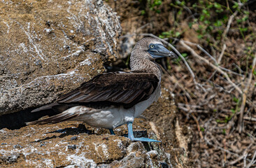 Galapagos - Floreana - Punta Cormorant - Blue Footed Booby
