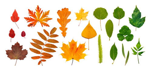 Different leaves in gradient autumn colors. Set of brown, red, gold, yellow, green leaves isolated on white. Creative composition
