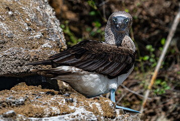 Galapagos - Floreana - Punta Cormorant - Blue Footed Booby