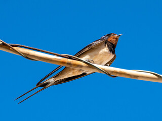 The bird on the wire on the blue natural sky background