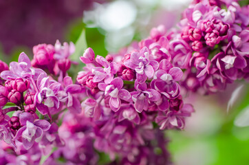 Spring lilac flowers