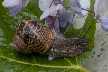 Caracol 