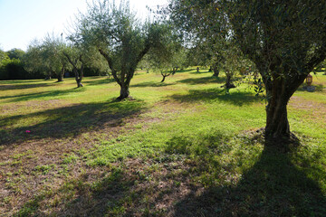 Fototapeta na wymiar Olive grove in Tuscany, Italy