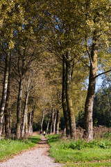 Naklejka premium A hike in the forest during a autumn morning