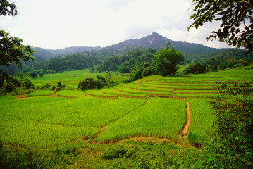 Rice crop in fields, Doi inthanon, Thailand 