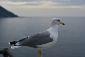 Fototapeta na wymiar the seagull before taking flight