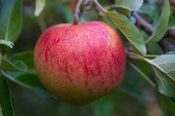 Red ripe apple on the tree surrounded by leaves