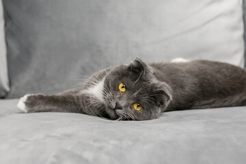 A gray cat lies on a gray sofa