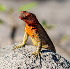 Galapagos - Espanola - Bahia Gardener - Lava Lizard