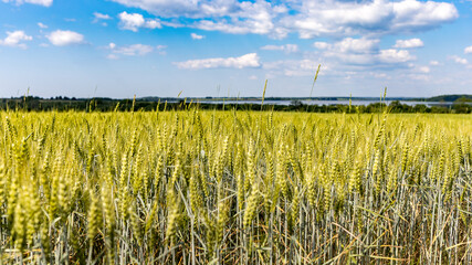 Cereal field by the lake