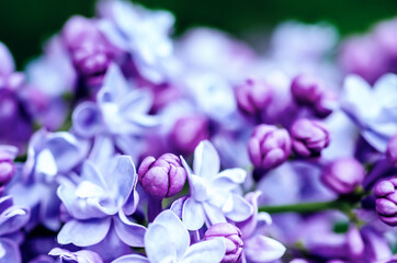 Lilac flowers macro