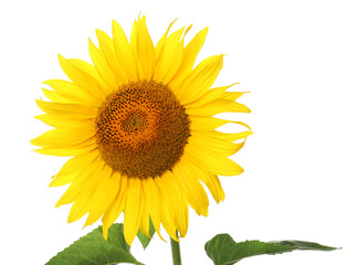 Beautiful bright blooming sunflower isolated on white