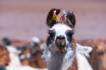 LLAMA (Lama glama). La Puna, Argentina, South America, America © JUAN CARLOS MUNOZ