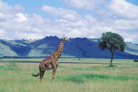 Giraffe standing in a field 