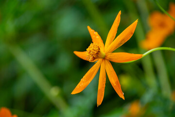 オレンジ色の花　キバナコスモス