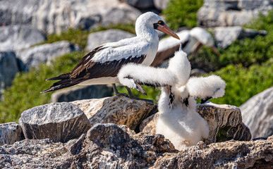 Galapagos - Espanola - Bahia Gardener - Nazca Boobies with chick
