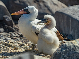 Galapagos - Espanola - Bahia Gardener - Nazca Boobies with chick