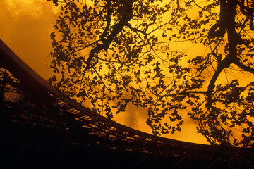 Silhouette of a tree beside a tower, Eiffel Tower, Paris, France 