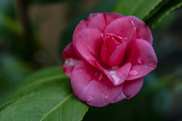 Camelias