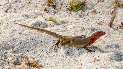 Galapagos - Espanola - Bahia Gardener - Lava Lizard