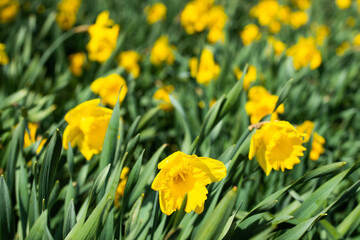 A yellow narcissus flowers and green leaves at spring