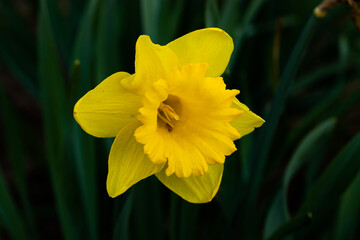A yellow narcissus flowers and green leaves at spring