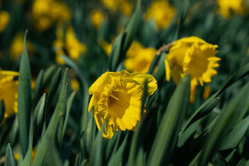 Obraz premium A yellow narcissus flowers and green leaves at spring
