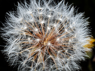 Blooming dandelion before wind close up
