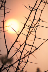 Closeup of thorns of babul tree against golden sun
