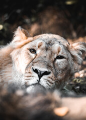 close up of a female lion
