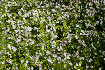 Fototapeta na wymiar Background of white wildflowers of Claytonia sibirica in shady forest