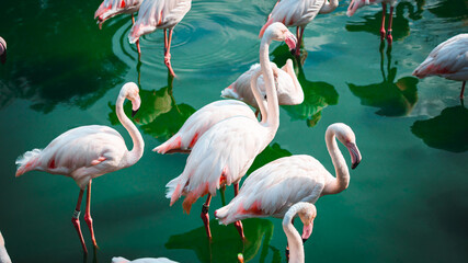 group of flamingos in water