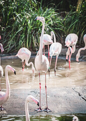 flamingos in the water