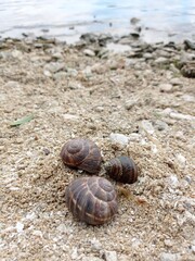 
Beautiful snails on the banks of the majestic Dnieper