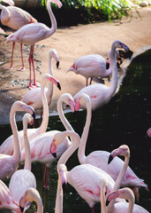 Naklejka premium group of flamingos hearth