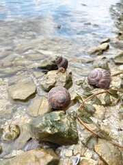 
Beautiful snails on the banks of the majestic Dnieper