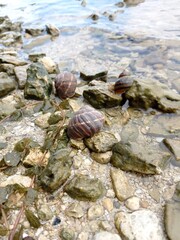
Beautiful snails on the banks of the majestic Dnieper