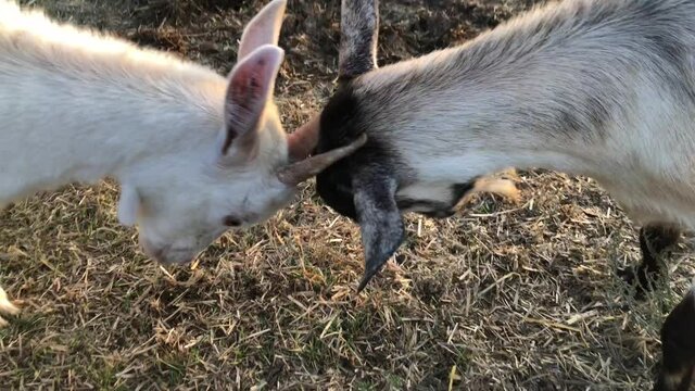 Mating games of goats on the farm. High quality 4k footage.