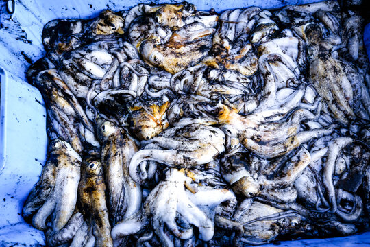 pesca de pulpos, Puerto de Cala Rajada. Capdepera. Mallorca. Baleares.Espa&ntilde;a.