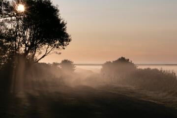 Fototapeta na wymiar field path with sun rays in the fog