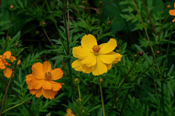 Yellow cosmos flower in dull sun light. They are herbaceous perennial plants or annual plants.  The flowers have a ring of broad ray florets and a center of disc florets.