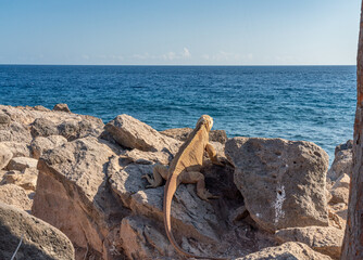 Galapagos - Santa Fe - Land Iguana