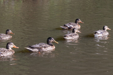 Ducks swimming in water 