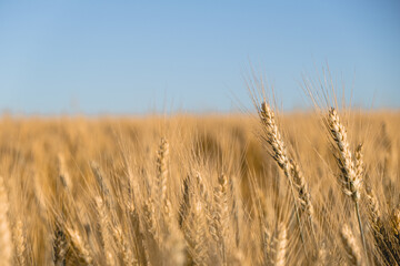 Photo of a wheat field at sunset. selective focus. separate spikelets of wheat. Agriculture, agronomy, concept