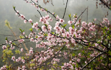 Fototapeta premium Cherry blossom closeup on a misty morning.